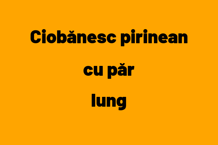 Adopt un Ciobnesc pirinean cu pr lung Câine Prietenos in Briceni