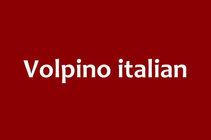 Pui de Volpino italian Câine de Vnzare in Tiraspol