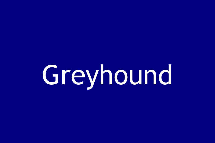 ntlnete Noua Ta Greyhound Câine in Dubasari