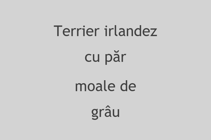 Terrier irlandez cu pr moale de gru Câine Pregtit pentru o Cas in Cimilia