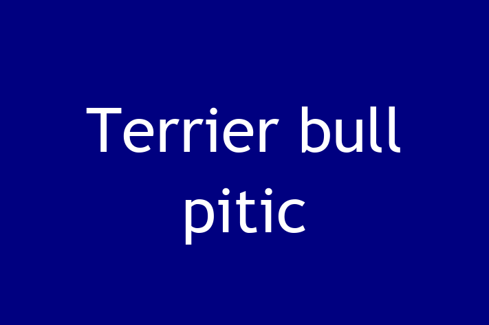 Un Nou Terrier bull pitic Câine te Ateapt in Bender