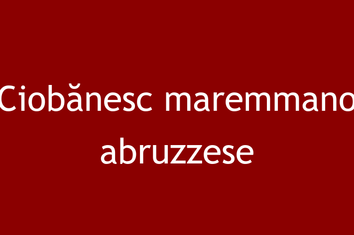 Ciobnesc maremmano abruzzese Câine in tefan Voda Pregtit pentru o Nou Cas