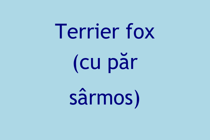 ntlnete Noua Ta Terrier fox cu pr srmos Câine in Cantemir