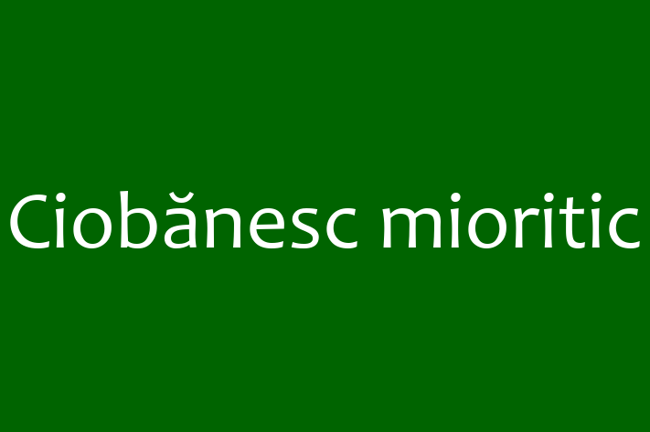 Ciobnesc mioritic Câine de Vnzare in Ocnia