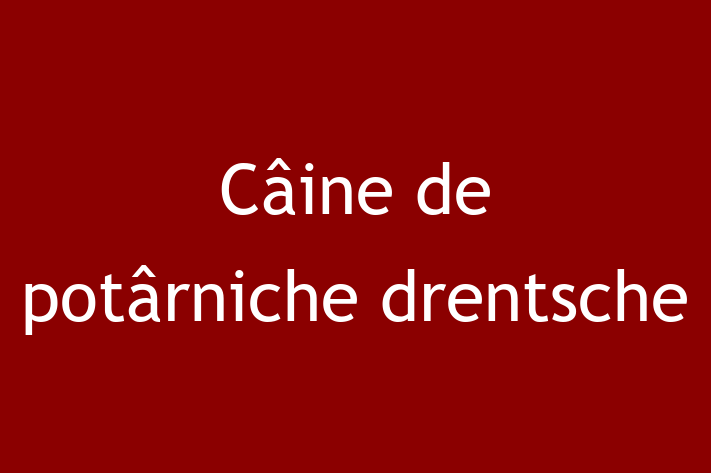 Adoptă acest Câine de potârniche drentsche de 2 ani! alert și activ, vaccinat și în așteptarea unei noi familii. Preț: 2,150.00 Lei. Contactează Darius la (060) 556 435.