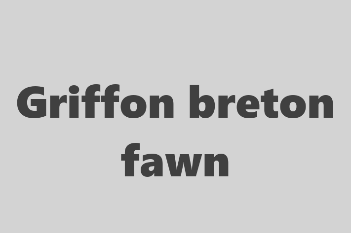 Griffon breton fawn Câine de Vnzare in oldneti