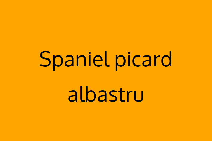 Acest câine de 1 an este energic și amuzant și disponibil pentru adopție. Prețul este de 2,450.00 Lei, iar toate vaccinările sunt la zi.
Contactează Ilinca la (0276) 706778 pentru mai multe informații.