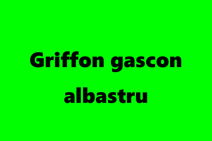 Griffon gascon albastru de Vnzare in Sngerei