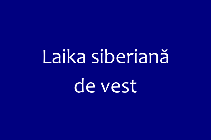 🌟 Întâlnește adorabilul nostru Laika siberiană de vest de 1 an! Acest câine este loial și protector și gata pentru o nouă familie. 📍 Locație: Nisporeni | 💵 Preț: 400.00 Lei
📞 Contactează Oana la (0261) 270993 pentru a programa o vizită!