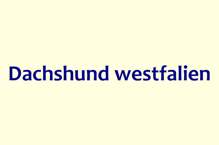 Dachshund westfalien de Vnzare in Chiinu