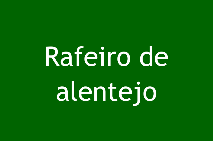 Adopta un Rafeiro de alentejo Câine Fericit in Sngerei