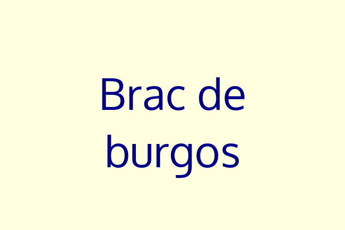 Brac de burgos de Vnzare in Cantemir