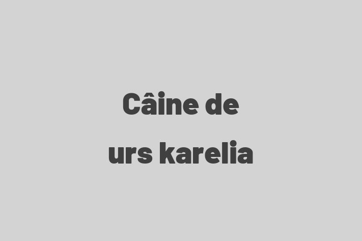 Acest Câine de urs karelia de 2 ani este jucăuș și afectuos și gata să fie adoptat. Vine cu toate vaccinările necesare. Preț: 2,150.00 Lei.
Contactează Ioana la (060) 334 577 pentru o vizită!