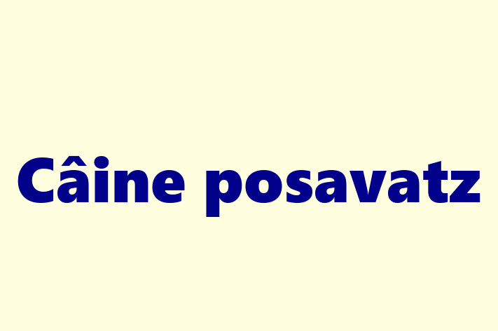 Acest Câine posavatz de 4 luni este blând și prietenos și gata pentru o familie iubitoare. La zi cu vaccinările și gata să se alăture familiei tale.
Situat în Ungheni, acest câine adorabil este disponibil pentru 1,350.00 Lei.
Contactează Florina la (063) 489 405 pentru mai multe informații!