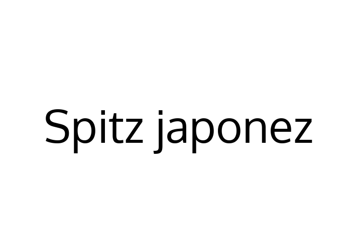 Acest Spitz japonez de 2 ani este alert și activ și gata pentru o familie iubitoare. La zi cu vaccinările și gata să se alăture familiei tale.
Situat în Glodeni, acest câine adorabil este disponibil pentru 1,150.00 Lei.
Contactează Anastasia la (069) 971 65 pentru mai multe informații!