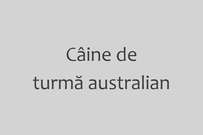 Al nostru Câine de turmă australian de 1 an este sănătos, calm și iubitor și gata pentru o casă nouă. Disponibil pentru 1,100.00 Lei.
Contactează Ilinca la (062) 705 505.