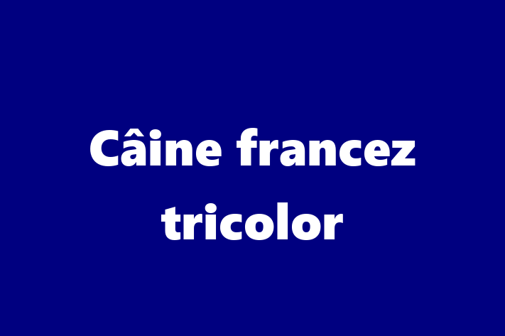 Acest Câine francez tricolor de 1 an este energic și amuzant și în așteptarea unei familii iubitoare! La zi cu toate vaccinările. Preț: 2,850.00 Lei.
Contactează Emil la (063) 862 994.