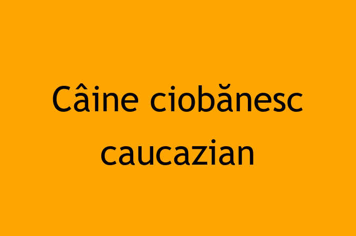 Cine ciobnesc caucazian Câine in Ialoveni Pregtit pentru o Nou Cas