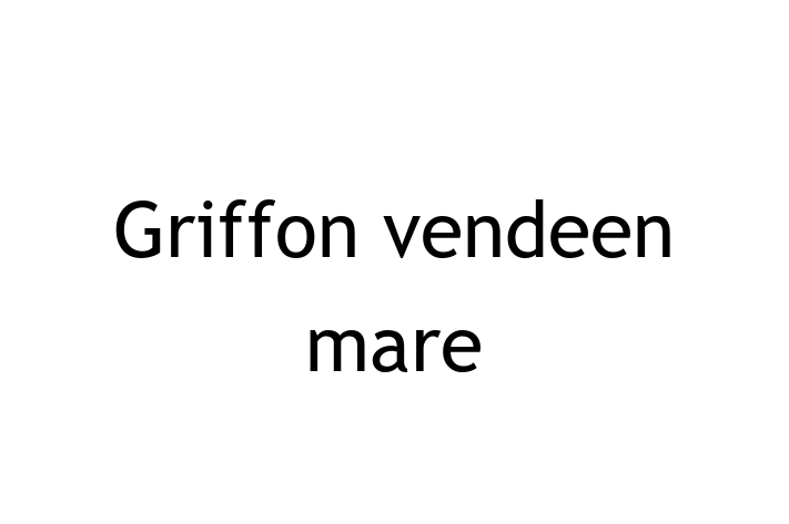 Griffon vendeen mare Câine de Vnzare in Bli