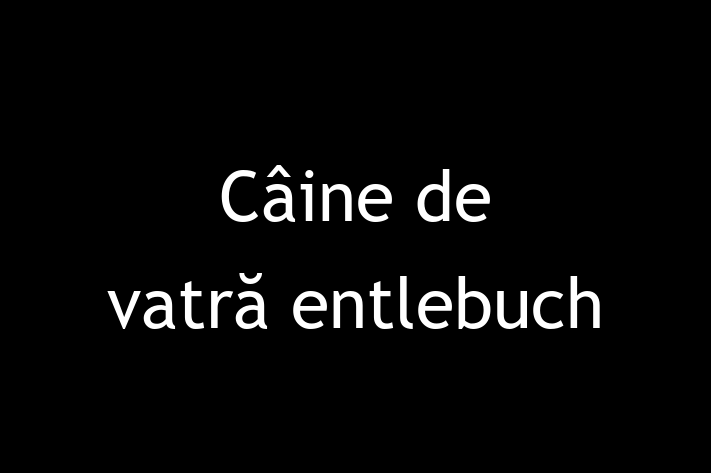 Puii noștri de Câine de vatră entlebuch de 4 luni sunt în așteptarea unei case iubitoare! Acești câine sunt blând și prietenos și gata să facă parte din familia ta.
Preț: 1,250.00 Lei. Contactează Radu la (0251) 938001.