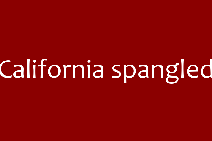 Al nostru California spangled de 10 luni este perfect pentru familia ta! Sănătos, vaccinat și curios și independent. Preț: 2,350.00 Lei.
Contactează Mihaela la (078) 848 676.