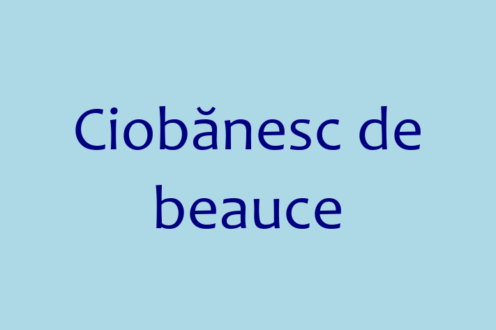 Adoptă acest Ciobănesc de beauce de 1 an, un câine jucăuș și afectuos. Vaccinat și sănătos. Preț: 1,400.00 Lei.
Contactează Octavian la (078) 959 143.