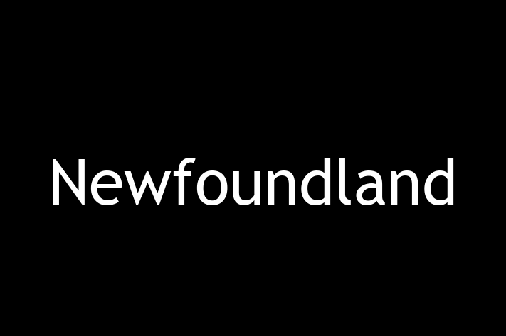 Cine Newfoundland de Vnzare in Cueni