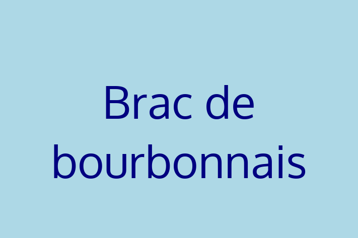 Pui de Brac de bourbonnais Câine de Vnzare in Ocnia