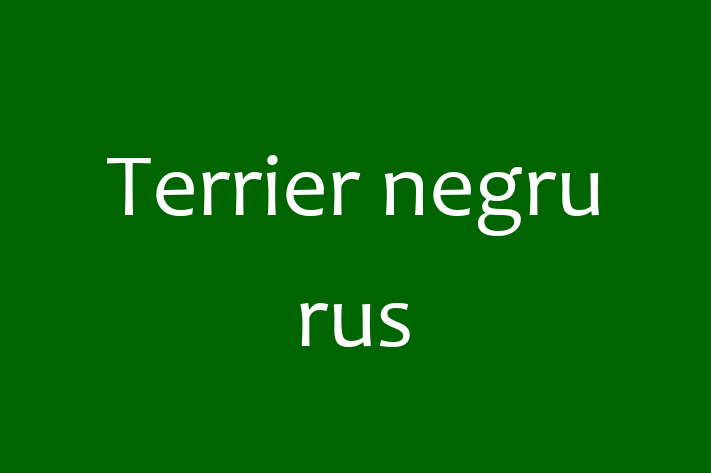 Al nostru Terrier negru rus de 2 ani este energic și amuzant și gata pentru o casă permanentă. Vine cu dosar medical și vaccinări. Preț: 1,400.00 Lei.
Contactează Calin la (0231) 228815 pentru a programa o întâlnire!