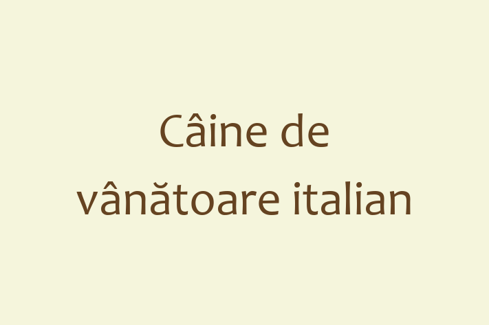 ntlnete Noua Ta Câine de vntoare italian Câine in Drochia