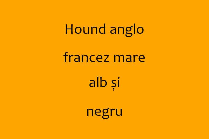 Descoper Noua Ta Hound anglo francez mare alb i negru Câine in Glodeni