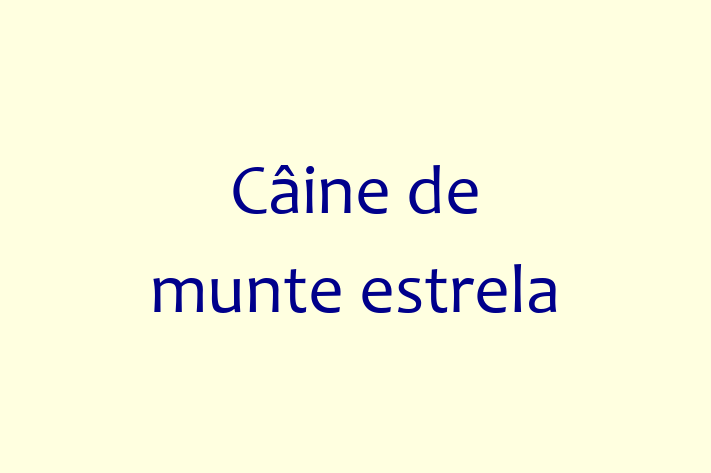 Dacă ești în căutarea unui câine energic și amuzant, atunci Câine de munte estrela este potrivit pentru tine! Acest câine de 1 an este vaccinat și sănătos.
Contactează Mihaela la (061) 221 635 pentru preț și mai multe detalii.