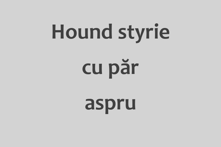 Cine Hound styrie cu pr aspru de Vnzare in Basarabeasca