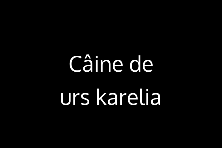 Acest Câine de urs karelia de 1 an este loial și protector și gata pentru o familie iubitoare. La zi cu vaccinările și gata să se alăture familiei tale.
Situat în Ungheni, acest câine adorabil este disponibil pentru 1,050.00 Lei.
Contactează Elena la (063) 504 934 pentru mai multe informații!