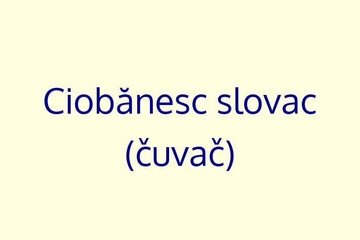 Ciobnesc slovac uva Câine in Tiraspol Pregtit pentru o Nou Cas