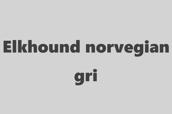 Elkhound norvegian gri Câine Pregtit pentru o Cas in oldneti