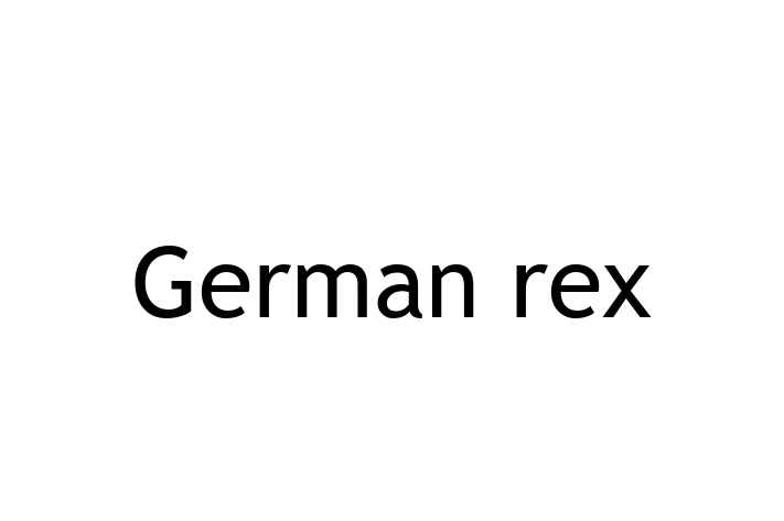 German rex Pisica Pregtit pentru o Cas in Cimilia