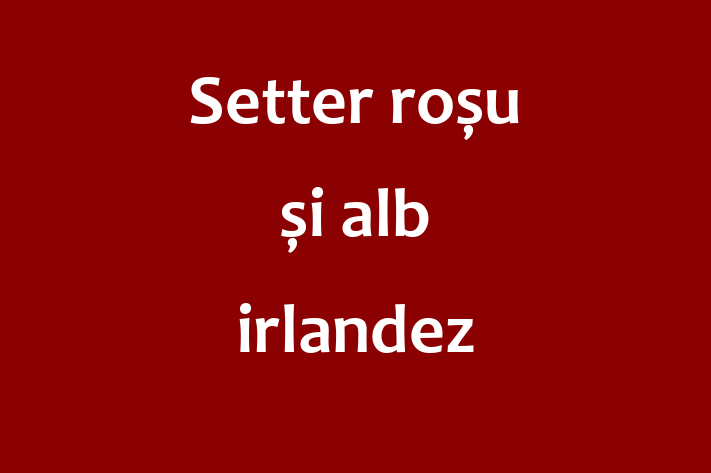 Descoper Noua Ta Setter rou i alb irlandez Câine in oldneti