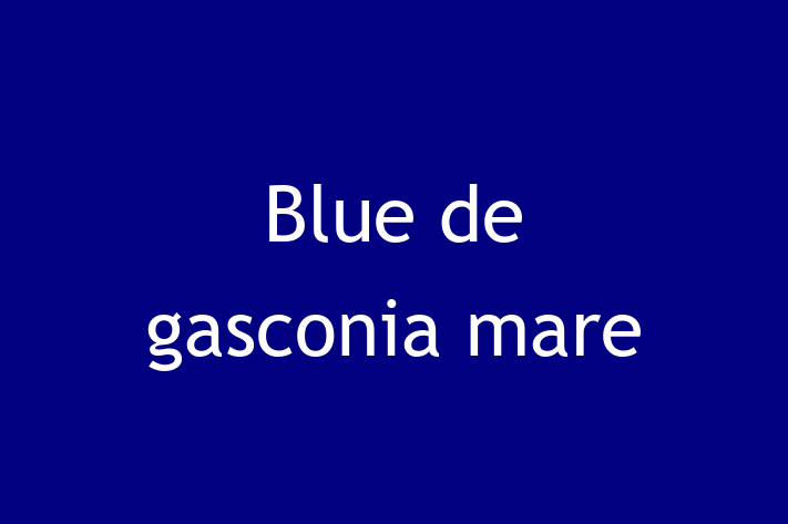 Blue de gasconia mare Câine de Adopie in Edine