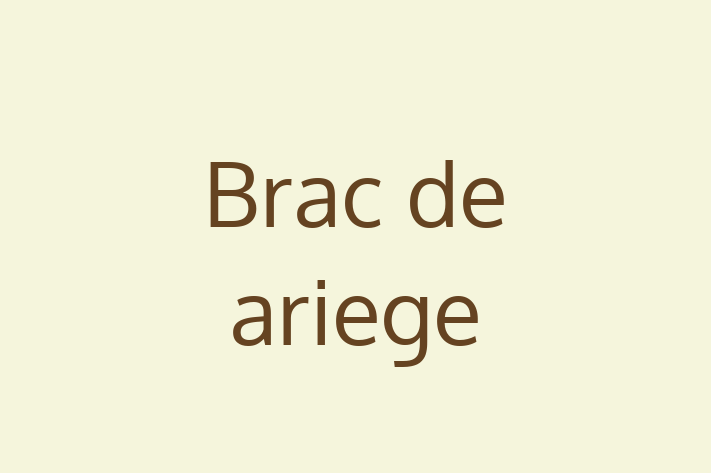 Adoptă acest Brac de ariege adorabil de 1 an astăzi! alert și activ, sănătos și complet vaccinat. Disponibil acum pentru 2,100.00 Lei.
Contactează Tudor la (063) 329 265 pentru mai multe detalii!