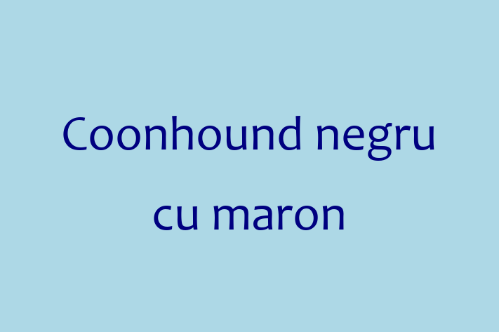 Dacă ești în căutarea unui câine jucăuș și afectuos, atunci Coonhound negru cu maron este potrivit pentru tine! Acest câine de 10 luni este vaccinat și sănătos.
Contactează Mircea la (0238) 313039 pentru preț și mai multe detalii.