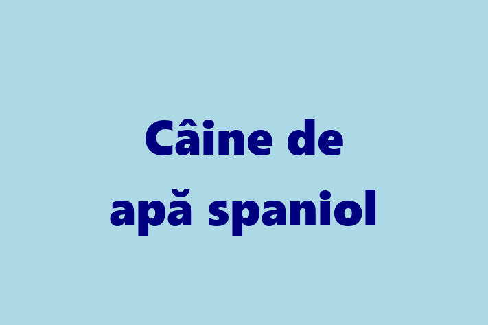 Cine Câine de ap spaniol de Vnzare in Rezina