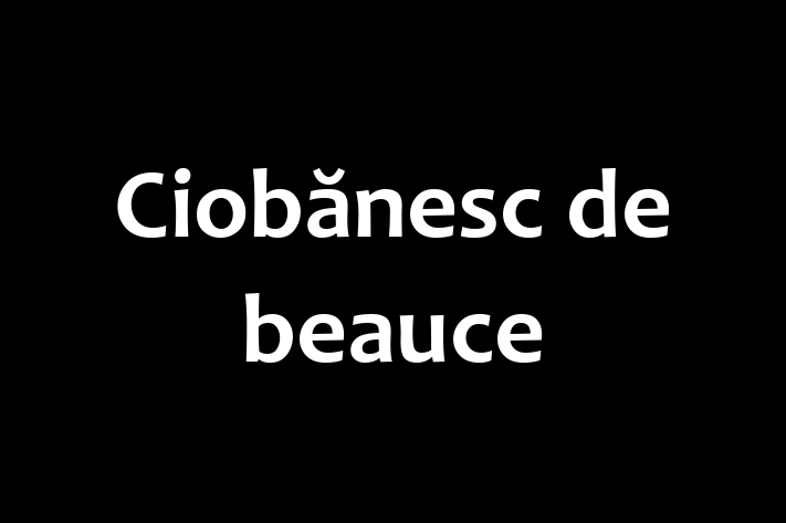 Adorabil Ciobnesc de beauce Câine de Vnzare in Bender