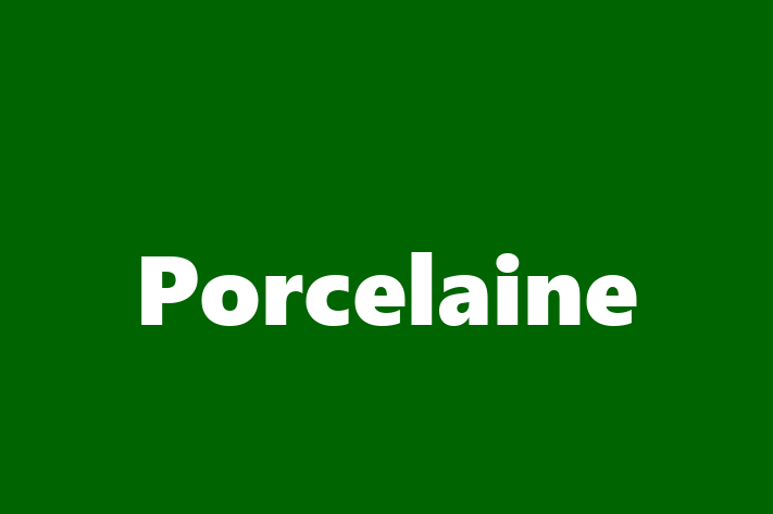 Puii noștri de Porcelaine de 6 luni sunt în așteptarea unei case iubitoare! Acești câine sunt alert și activ și gata să facă parte din familia ta.
Preț: 1,100.00 Lei. Contactează Darius la (0251) 421152.