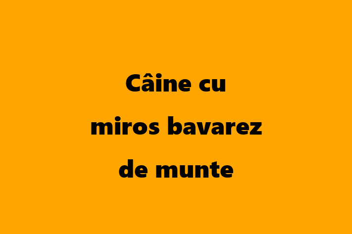 Puii noștri de Câine cu miros bavarez de munte de 2 ani sunt în așteptarea unei case iubitoare! Acești câine sunt calm și iubitor și gata să facă parte din familia ta.
Preț: 900.00 Lei. Contactează Valentina la (0263) 652630.