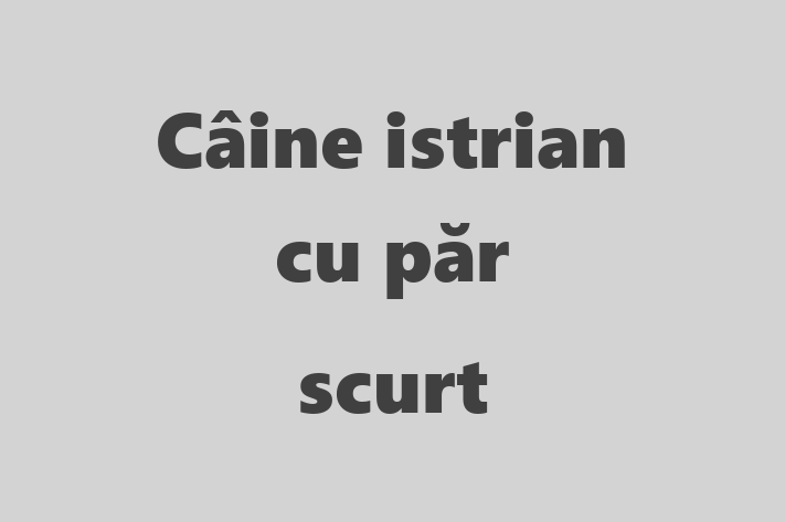 Adoptă acest Câine istrian cu păr scurt de 7 luni, un câine blând și prietenos. Vaccinat și sănătos. Preț: 1,750.00 Lei.
Contactează Anisoara la (0231) 168724.