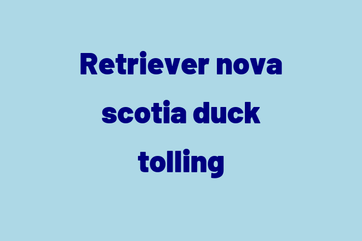 Adorabil Retriever nova scotia duck tolling Câine de Vnzare in Leova