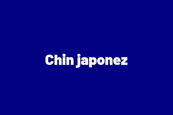 Chin japonez Cine de Adopie n Cahul