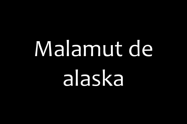 Adorabil Malamut de alaska Câine de Vnzare in Clrai