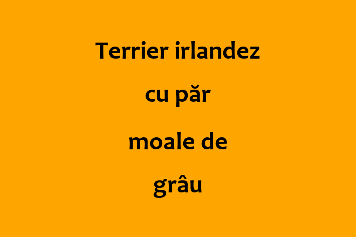 Al nostru Terrier irlandez cu păr moale de grâu de 2 ani este perfect pentru familia ta! Sănătos, vaccinat și energic și amuzant. Preț: 550.00 Lei.
Contactează Cristina la (060) 752 15.